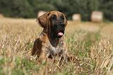 DOGUE ALLEMAND 303